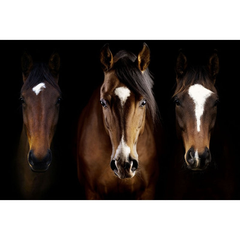 Glass Wall Art - Horses